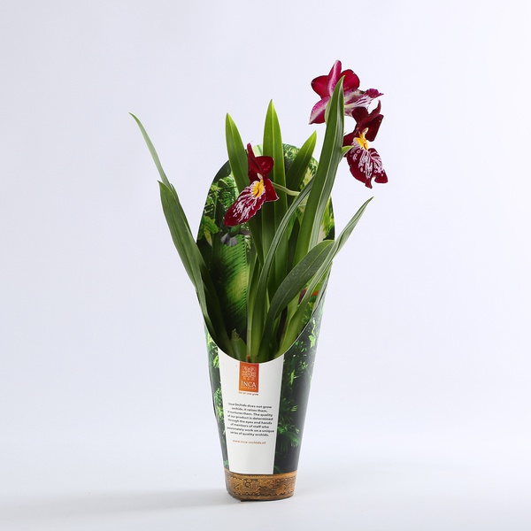 Orchid Miltonia
