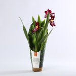 Orchid Miltonia