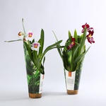 Orchid Miltonia