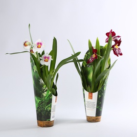 Orchid Miltonia