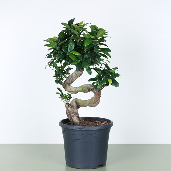 Фикус Ginseng
