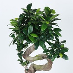 Фикус Ginseng