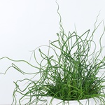 Junkus