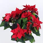 Poinsettia