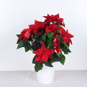 Poinsettia