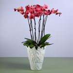 Orchids in a large vase "Botanical touch"
