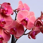 Orchids in a large vase "Botanical touch"