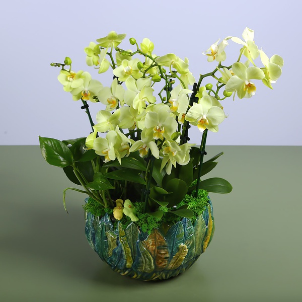 Green mini orchids in a vase "Botanical touch"