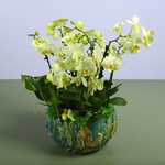 Green mini orchids in a vase "Botanical touch"