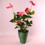 Anthurium