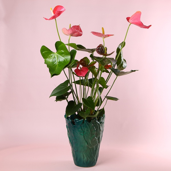 Anthurium