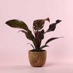 Филодендрон Imperial Red