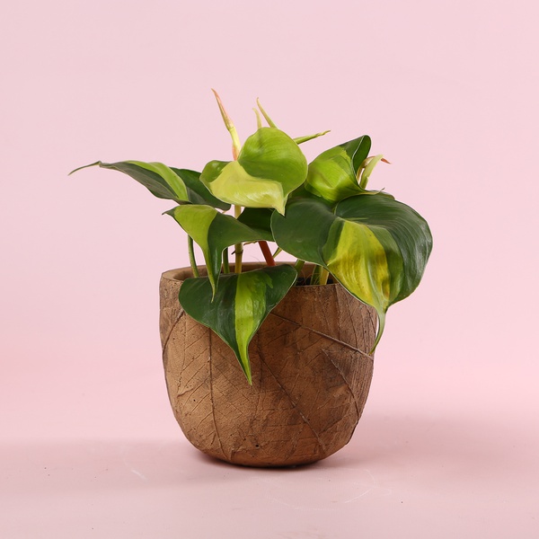 Philodendron S mix