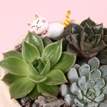 Succulent mix in pots