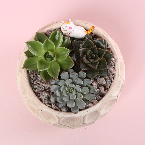 Succulent mix in pots