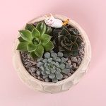 Succulent mix in pots