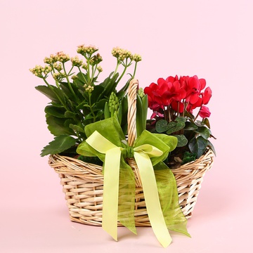 Mix of primroses