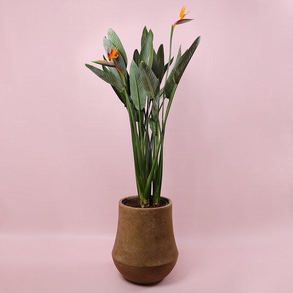 Стреліція (Strelitzia Regin Bl)