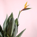 Стреліція (Strelitzia Regin Bl)