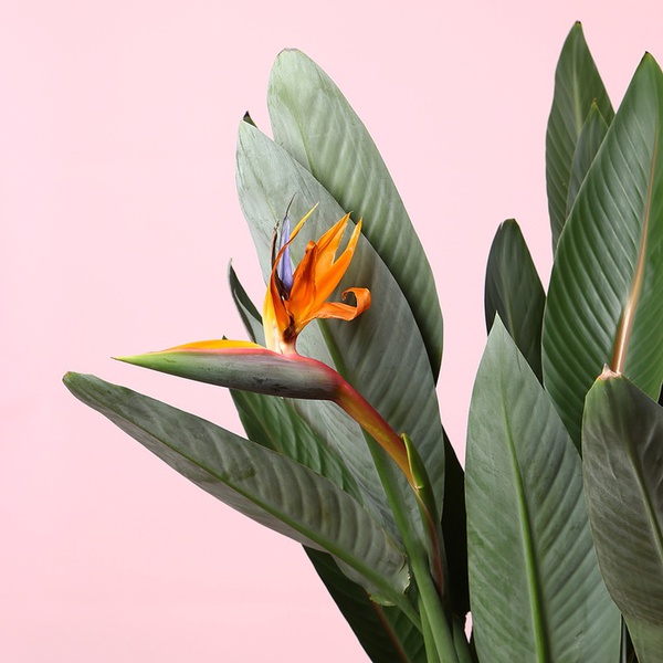 Стреліція (Strelitzia Regin Bl)