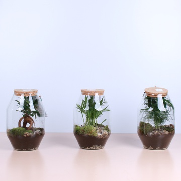 Florarium - M