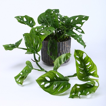 Monstera variety Monkey Mask