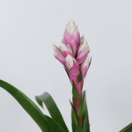 Guzmania Candy