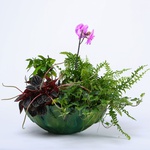 Arrangement of indoor plants in an XL bowl