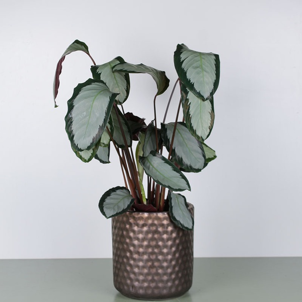 Calathea mix L