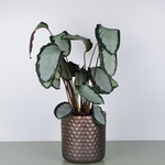 Calathea mix L