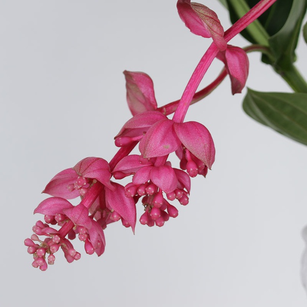 Medinilla