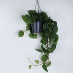 Филодендрон Scandens Micans
