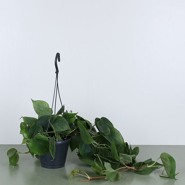 Филодендрон Scandens Micans