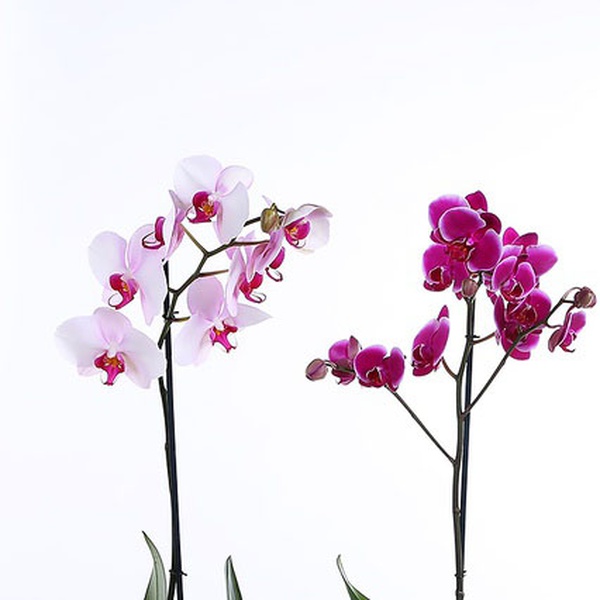 Phalaenopsis orchid one branch