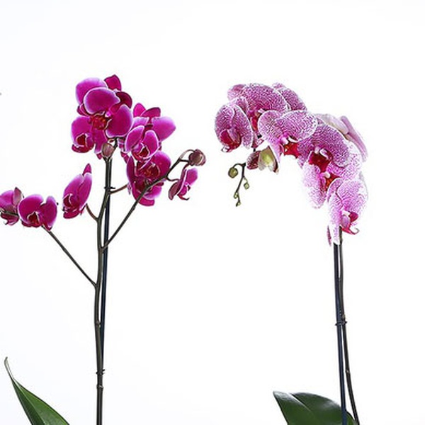 Phalaenopsis orchid one branch