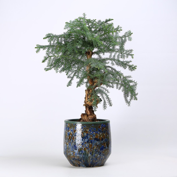 Araucaria M