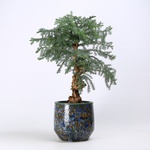 Araucaria M