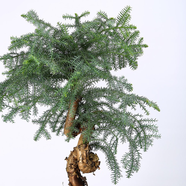 Araucaria M