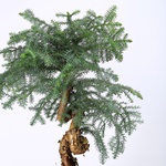 Araucaria M