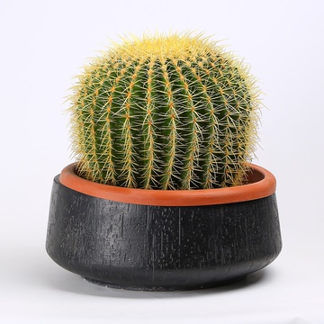 Echinocactus Gruson size XL