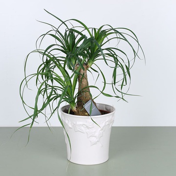 Бокарнея "Пальма слонової ноги"