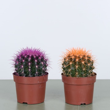 Cactus with multi-colored needles S