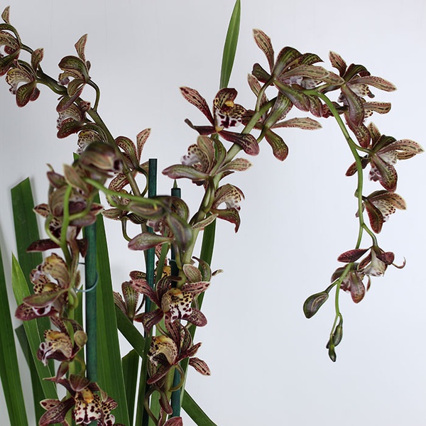 Cymbidium mini