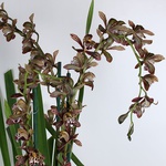 Cymbidium mini