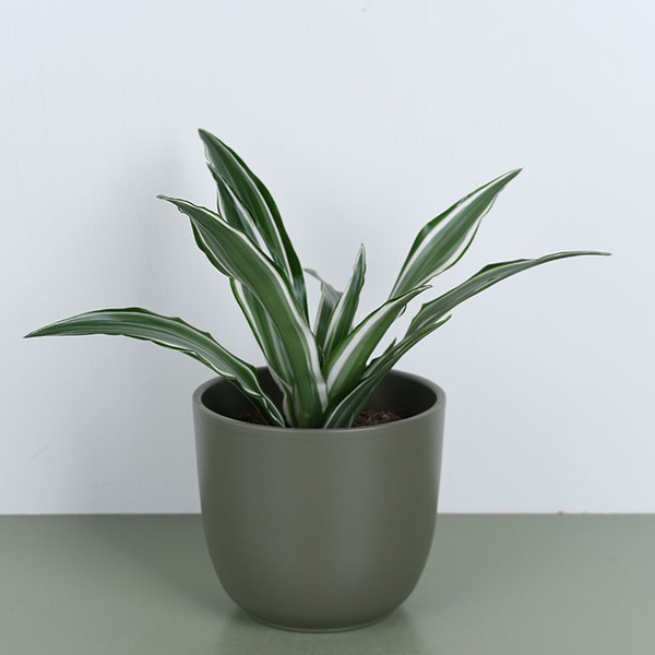 Dracaena mix