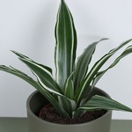 Dracaena mix