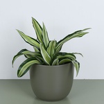 Dracaena mix