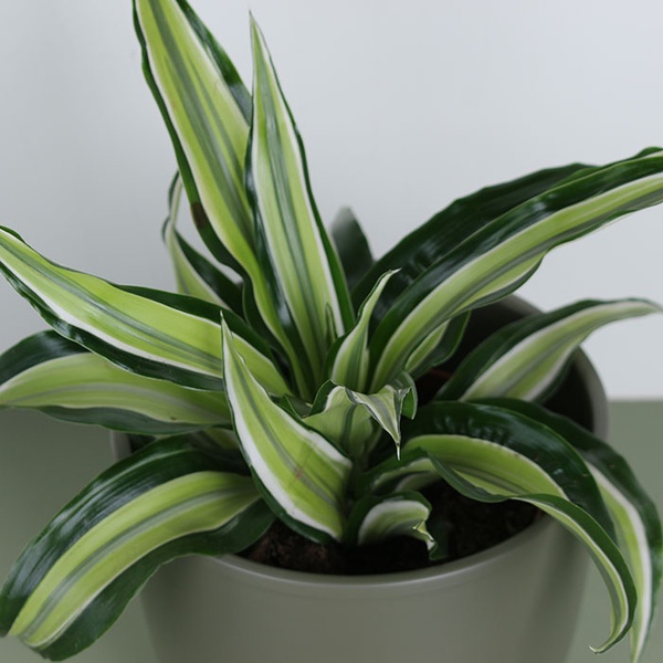 Dracaena mix