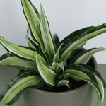 Dracaena mix