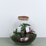 Composition terarium